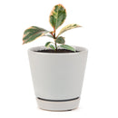 Ficus Elastica Ruby Pink Rubber Tree Delivery, Easy to care houseplant for beginner, Best Feng Shui Plants for your home office, how to care for ficus houseplant, colorful indoor houseplant for sale