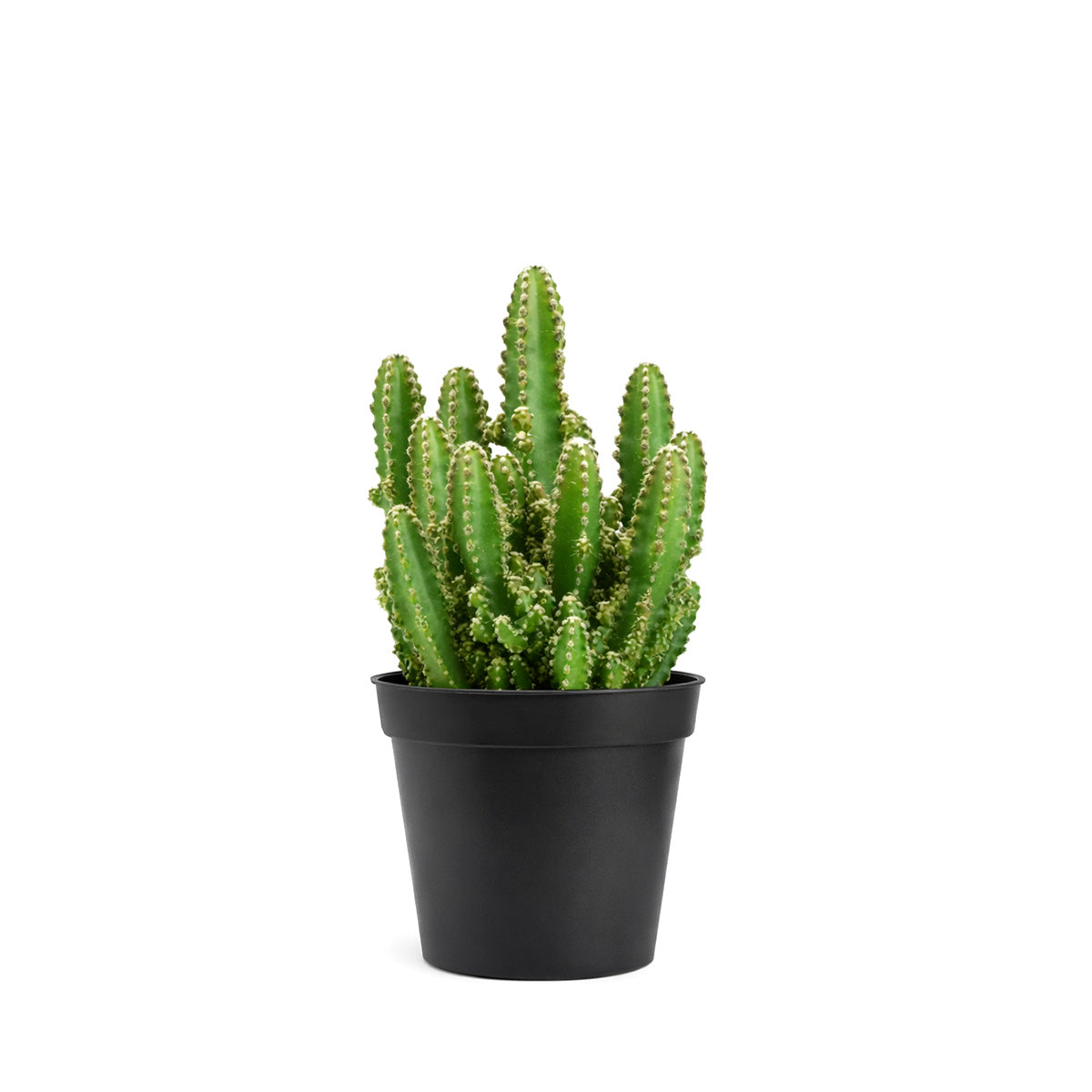 francis cactus succulents Fairy Castle Cactus - Cactus Plant Delivery Near Me