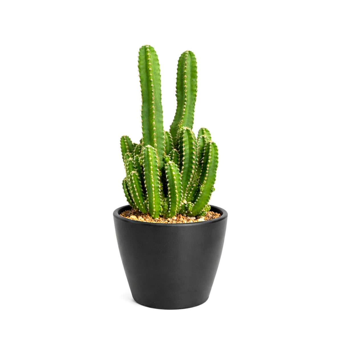 succulent delivery near me Fairy Castle Cactus - Cactus Plant Delivery Near Me