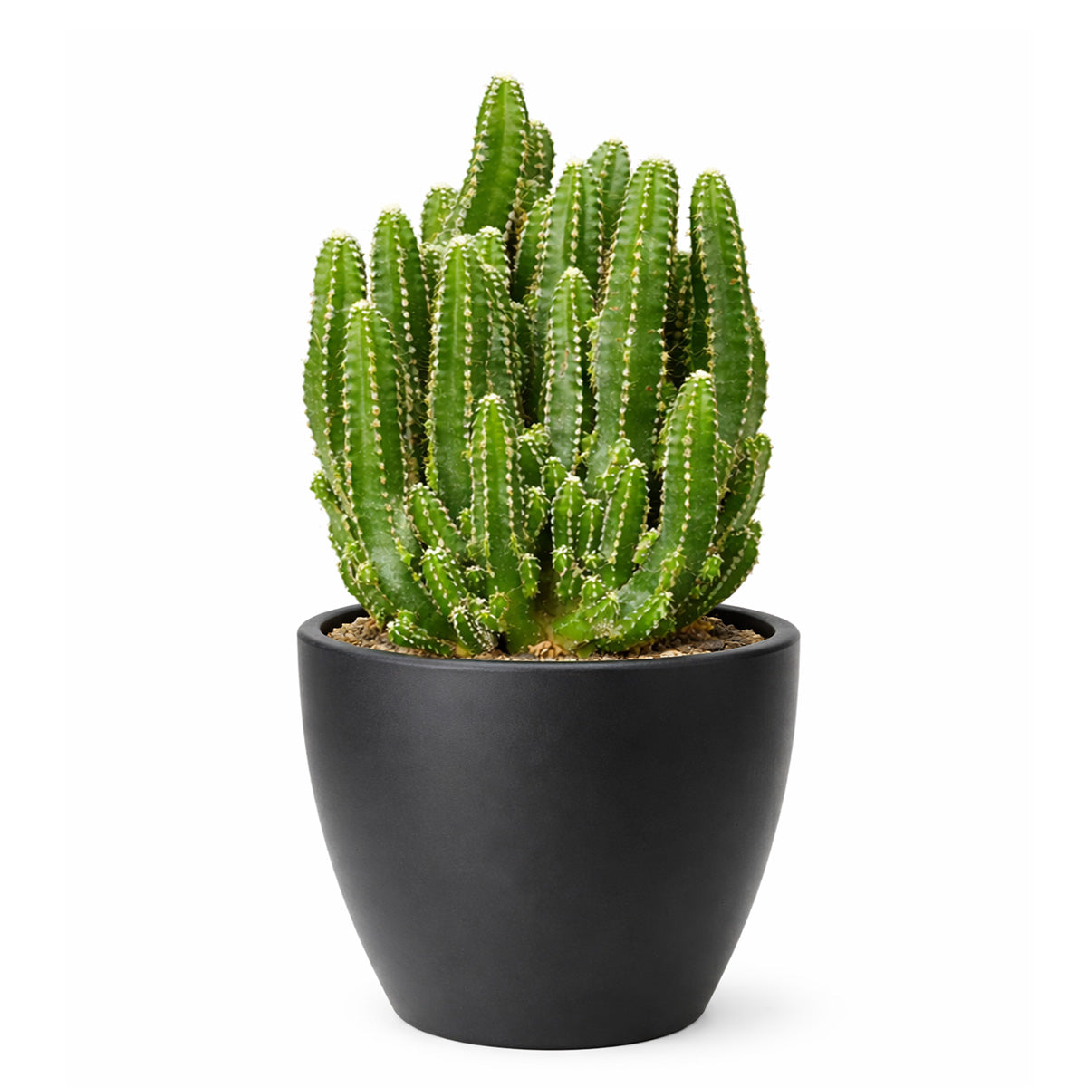Fairy Castle Cactus, 6 inch Fairy Castle Cactus, Fairy Castle Cactus for sale, buy Fairy Castle Cactus online, Fairy Castle Cactus near me, cactus for sale