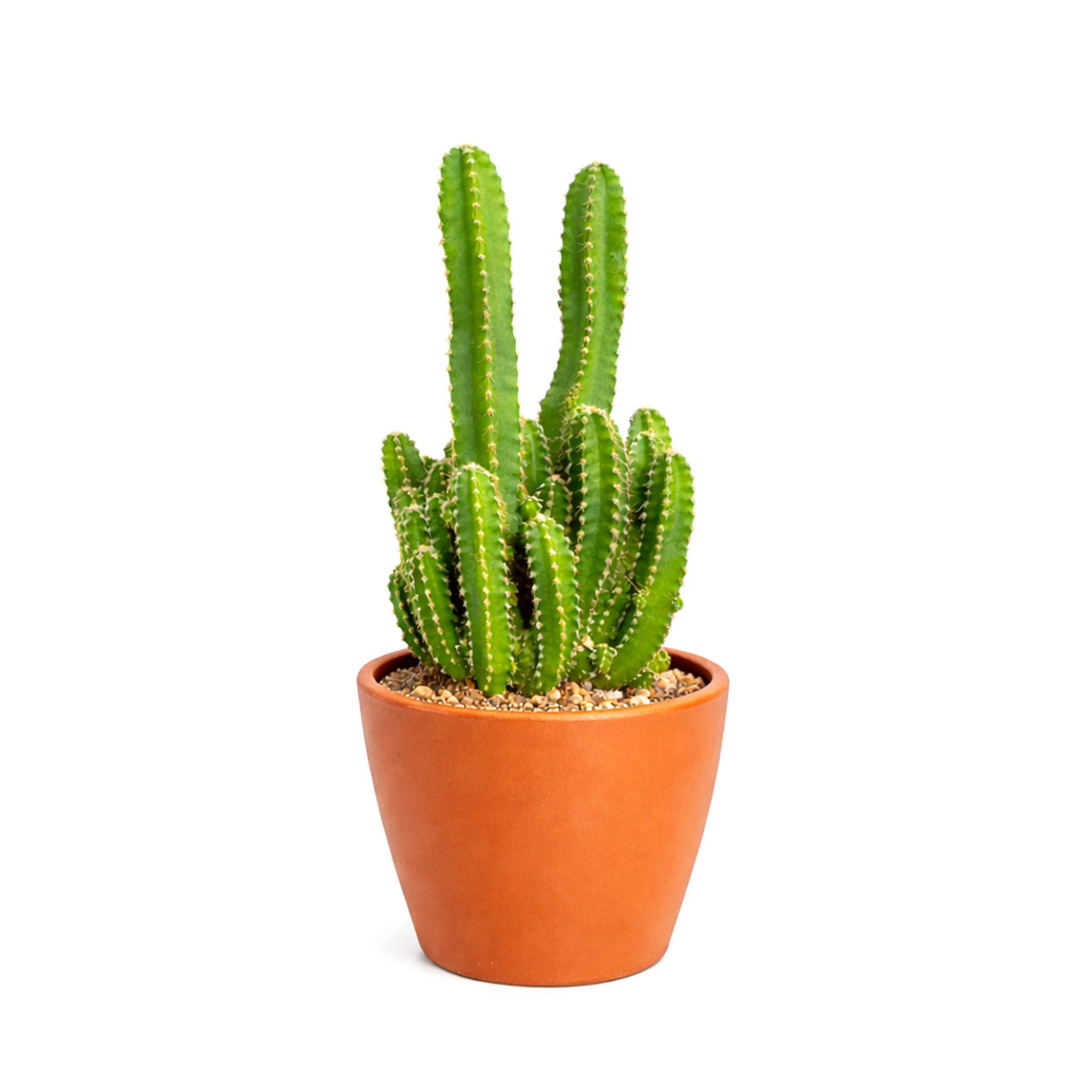 Fairy Castle Cactus, 4 inch Fairy Castle Cactus, Fairy Castle Cactus for sale, buy Fairy Castle Cactus online, Fairy Castle Cactus near me, cactus for sale