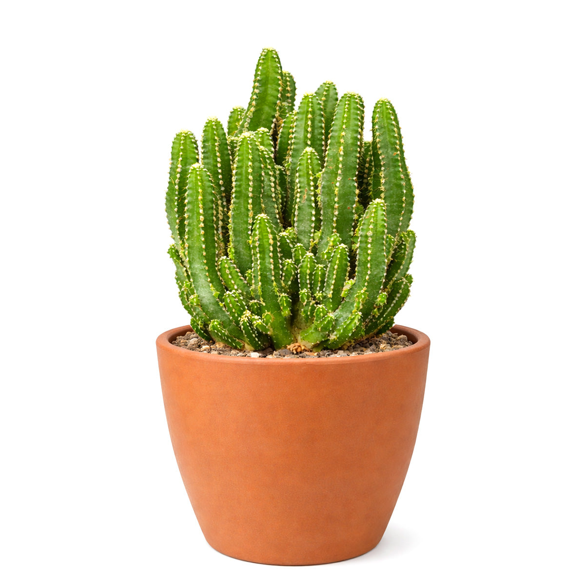 succulents delivery near me Fairy Castle Cactus - Cactus Plant Delivery Near Me