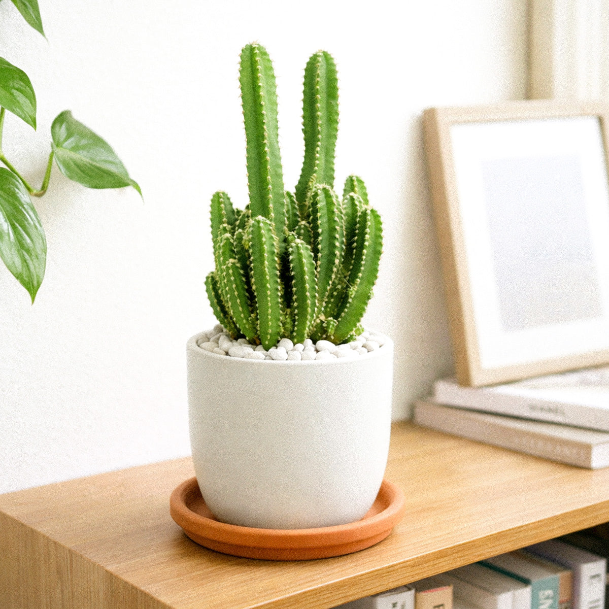 buy cactus plants online Fairy Castle Cactus - Cactus Plant Delivery Near Me
