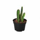 Buy cactus online, 8 inch cactus, Indoor cactus plants, Cactus for home decor, Cactus plant delivery near me
