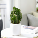 Buy cactus online, 8 inch cactus, Indoor cactus plants, Cactus for home decor, Cactus plant delivery near me