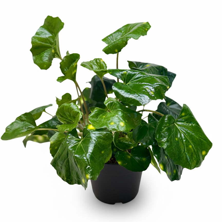 Farfugium japonicum ‘Firefly’ Leopard Plant with Spotted Foliage 6in Grower Pot, Indoor Leopard Plant Live for Gifting