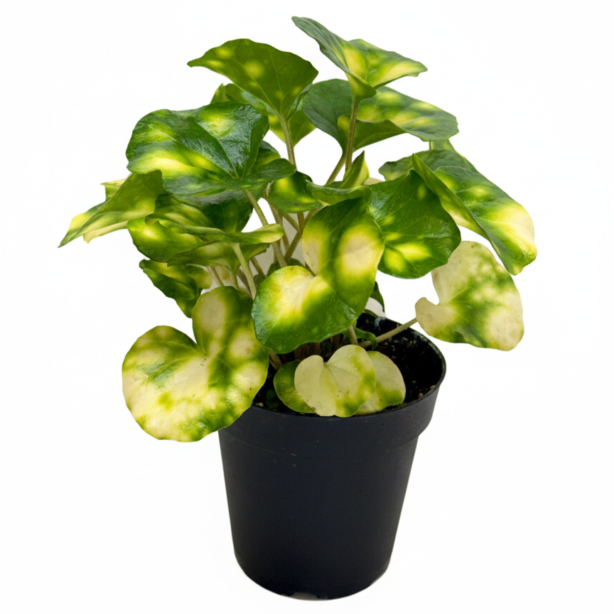 Farfugium Firefly Leopard Plant Featuring glossy green leaves splashed with bright yellow 'firefly' spots, Glossy variegated foliage for home office decoration