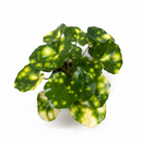 Farfugium japonicum ‘Firefly’ Leopard Plant with Spotted Foliage 6in Grower Pot, Indoor Leopard Plant Live for Gifting