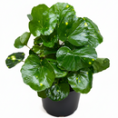 Farfugium japonicum ‘Firefly’ Leopard Plant with Spotted Foliage 6in Grower Pot, Indoor Leopard Plant Live for Gifting