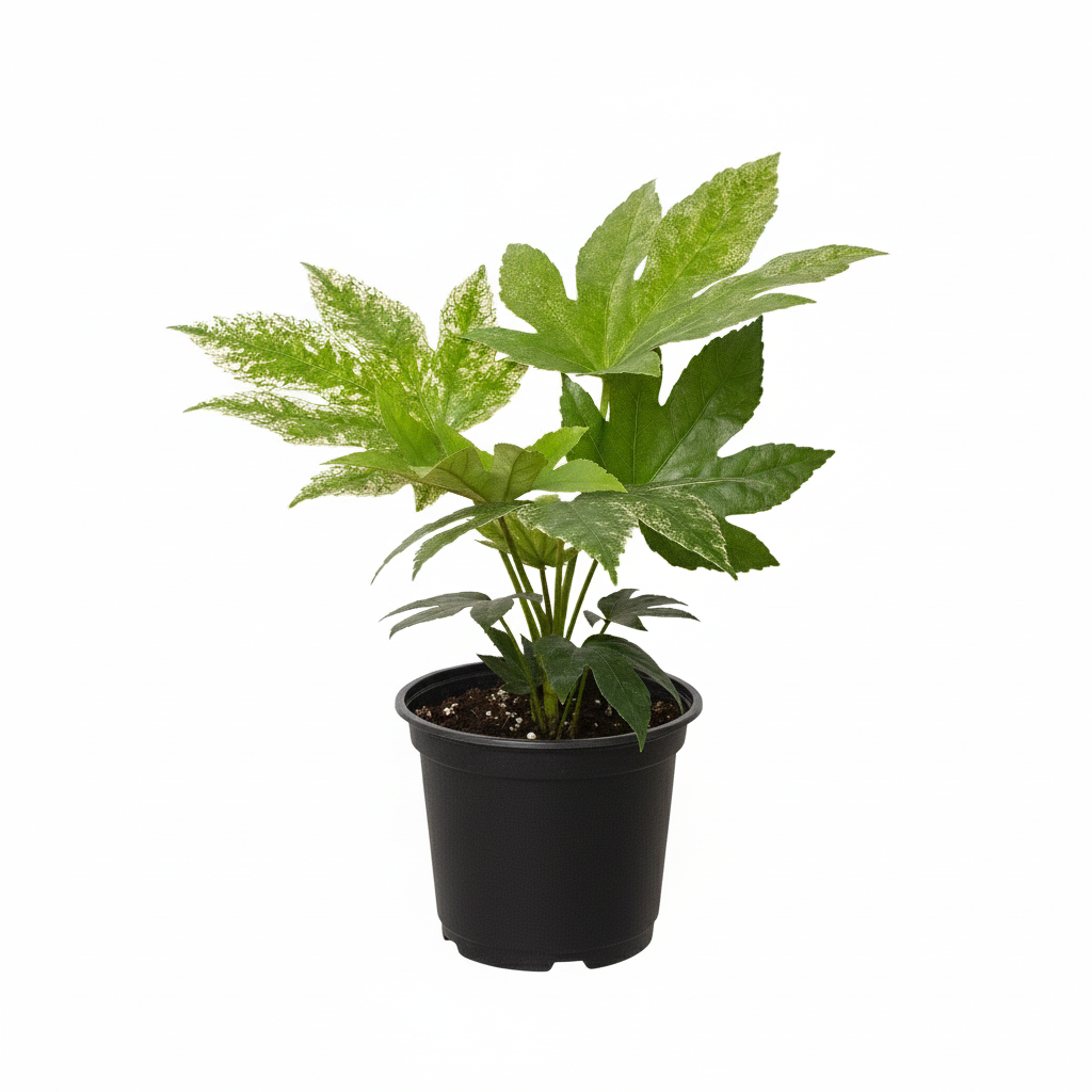6 inch Fatsia &#39;Spider&#39;s Web&#39;, unique houseplants for sale, buy live indoor plants online, xmas gifts