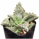 Faucaria tuberculosa