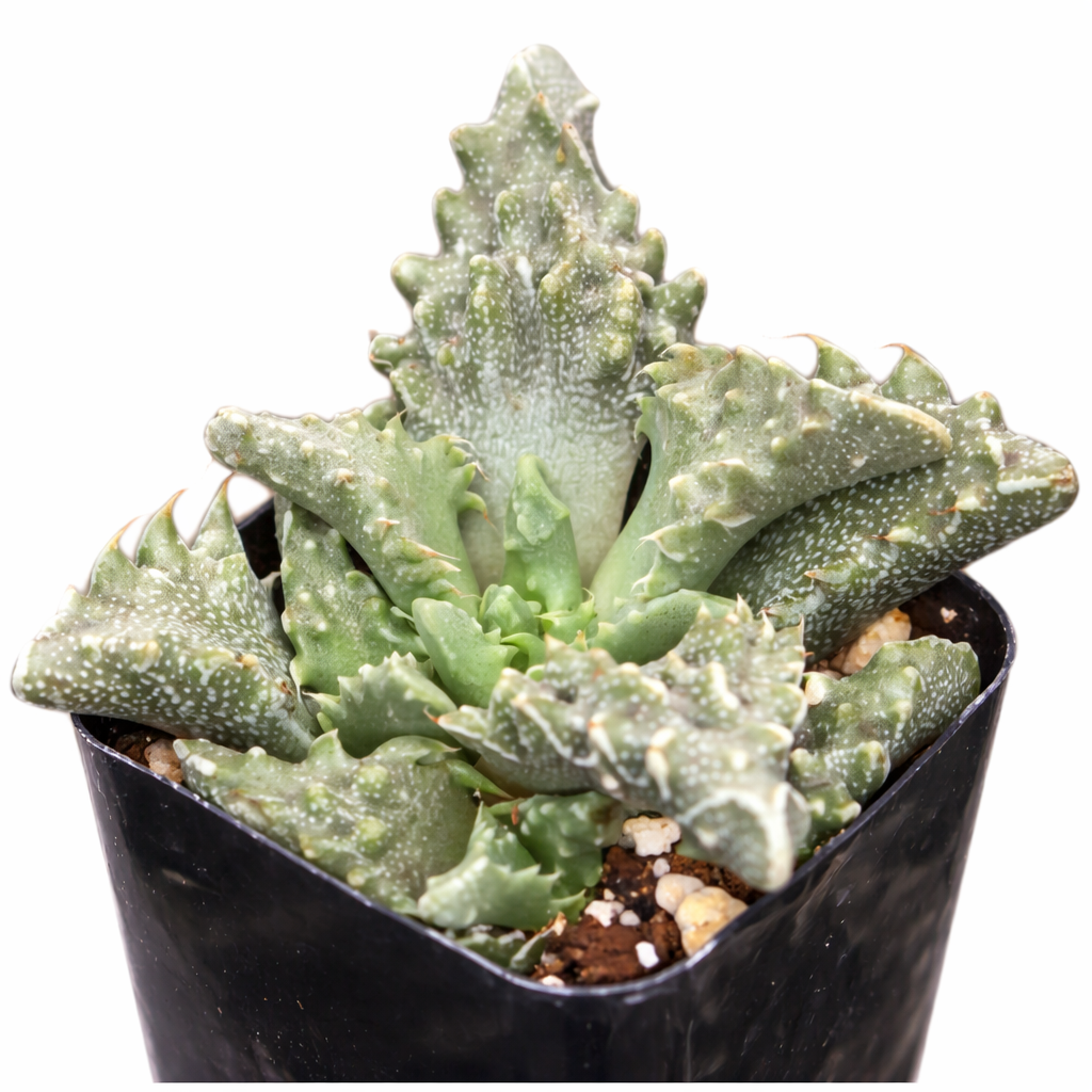 2 inch Faucaria tuberculosa, green succulents, indoor succulents, succulent care guide, buy succulents online