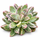 8-pack of 2" live plants for sale. Pick eight favorite plants and enjoy a variety of compact plants in 2" pots. Great for plant collections, gifting, decorating small spaces, and indoor gardening.