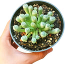 where to buy Baby Toes succulent online, rare Fenestraria rhopalophylla baby toes for sale, funny shape succulent gift Fenestraria rhopalophylla