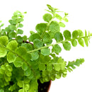 Lemon Button Fern, Fern Plant, How to Care for Lemon Button Fern, Easy Care Houseplants, Indoor Houseplants