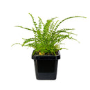 Lemon Button Fern, Fern Plant, How to Care for Lemon Button Fern, Easy Care Houseplants, Indoor Houseplants