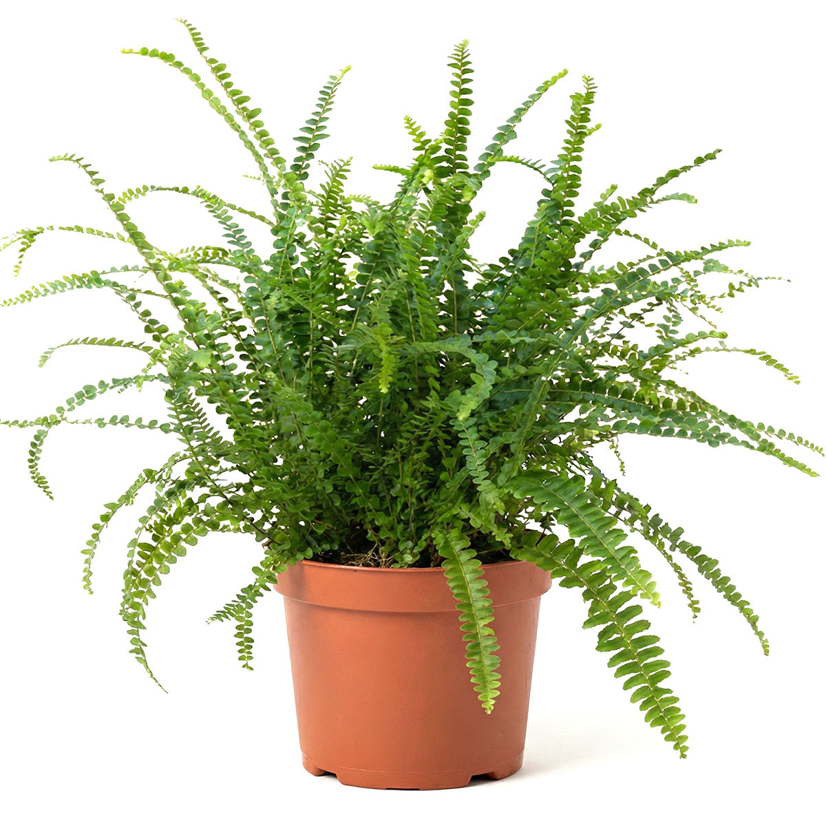 Lemon Button Fern, Fern Plant, How to Care for Lemon Button Fern, Easy Care Houseplants, Indoor Houseplants