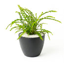 Lemon Button Fern, Fern Plant, How to Care for Lemon Button Fern, Easy Care Houseplants, Indoor Houseplants