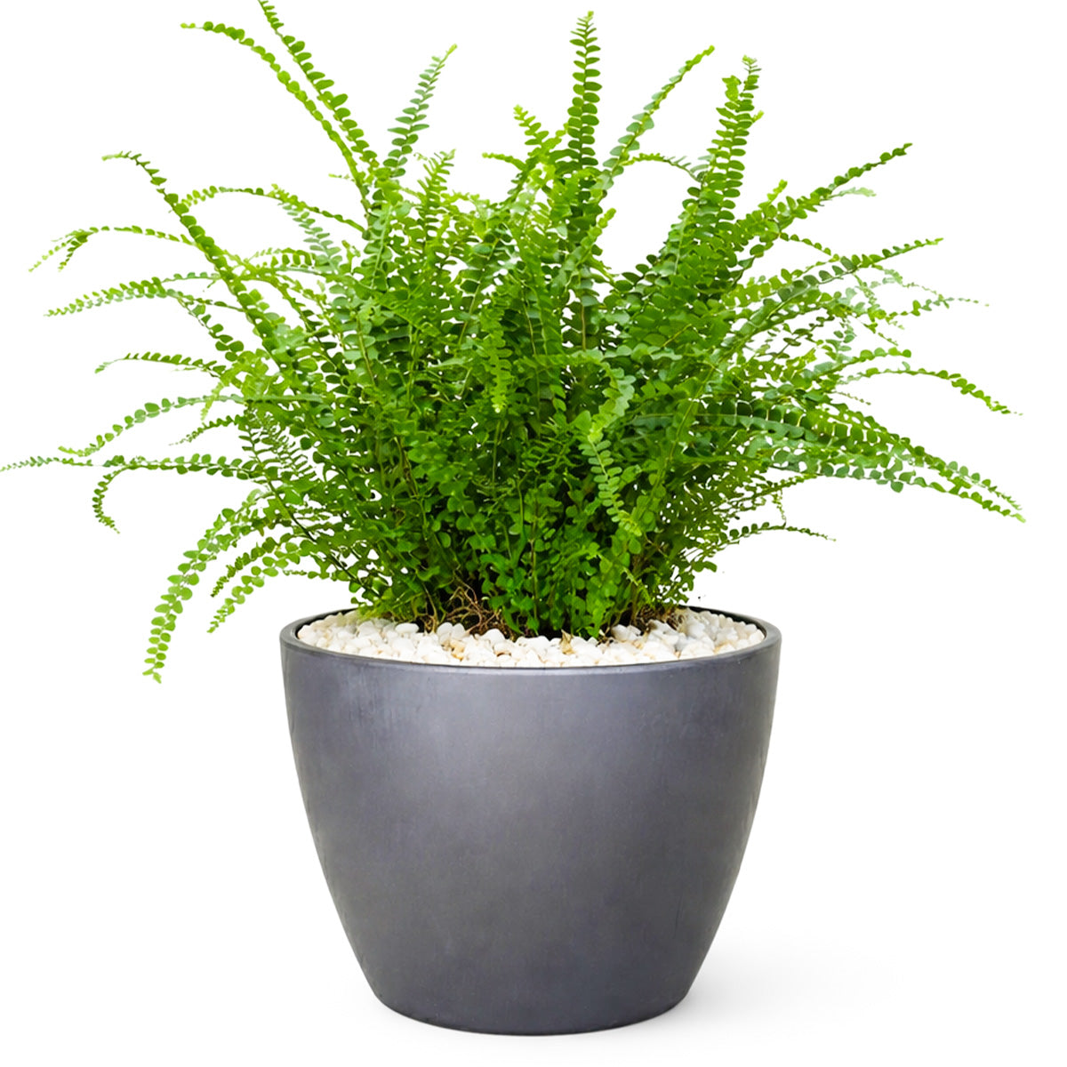 Lemon Button Fern, Fern Plant, How to Care for Lemon Button Fern, Easy Care Houseplants, Indoor Houseplants