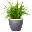 Lemon Button Fern, Fern Plant, How to Care for Lemon Button Fern, Easy Care Houseplants, Indoor Houseplants