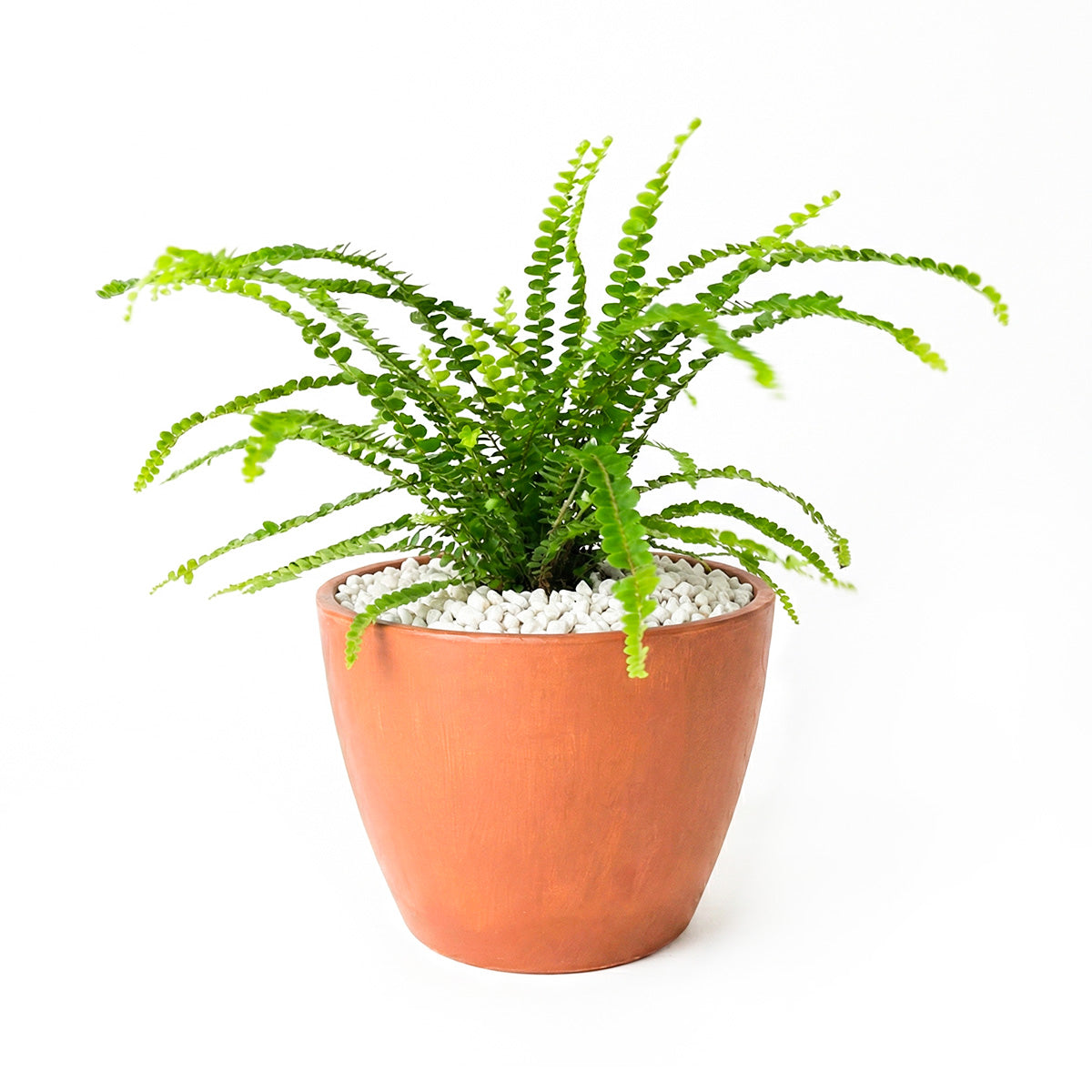 Lemon Button Fern, Fern Plant, How to Care for Lemon Button Fern, Easy Care Houseplants, Indoor Houseplants