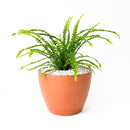 Lemon Button Fern, Fern Plant, How to Care for Lemon Button Fern, Easy Care Houseplants, Indoor Houseplants