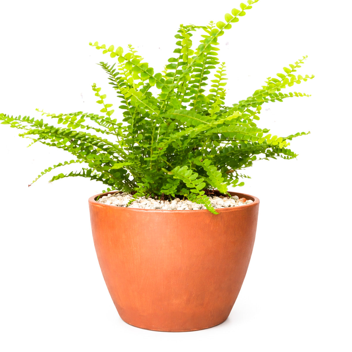 Lemon Button Fern, Fern Plant, How to Care for Lemon Button Fern, Easy Care Houseplants, Indoor Houseplants