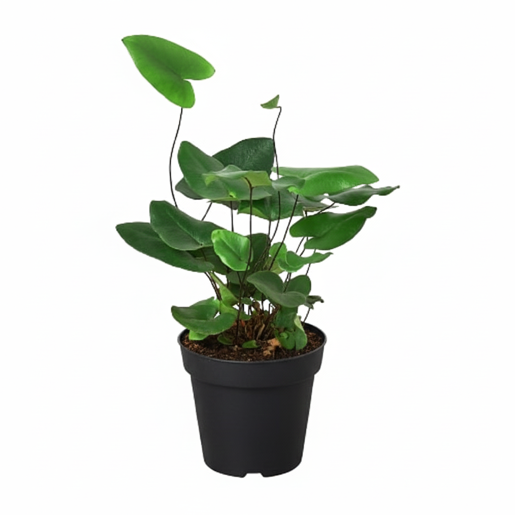 4 inch Fern 'Heart', tropical fern for sale, 4 inch indoor plant, heart-shaped fronds plants