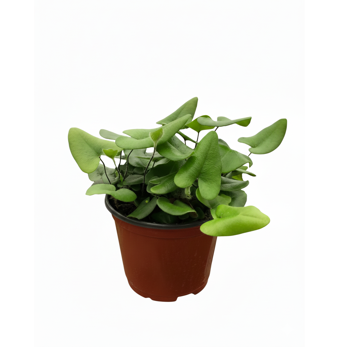 6 inch Fern 'Heart', 6 inch Tropical houseplant, Non-toxic indoor plants, pet friendly houseplants