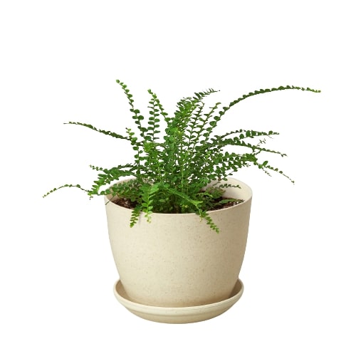 lemon button fern, fern plants, 4 inch houseplants, plants for sale