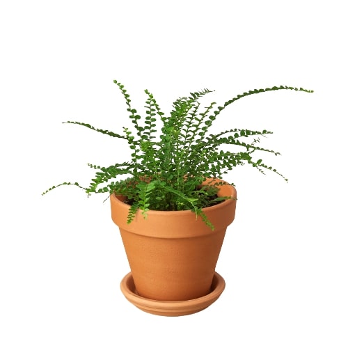 indoor plants with pots, live plants for sale, buy houseplants online