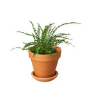 lemon button fern, fern plants, 4 inch houseplants, plants for sale