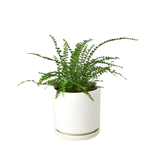 live plants with white pots, 4 inch live plants, plant for decor, easy to care plants