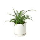 lemon button fern, fern plants, 4 inch houseplants, plants for sale