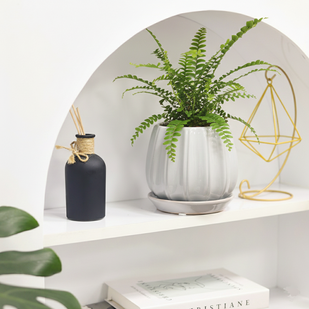 6 inch Fern &#39;Lemon Button&#39;, fern live plants, indoor plants for sale, decorative houseplants, buy live plants online