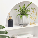 lemon button fern, fern plants, 4 inch houseplants, plants for sale