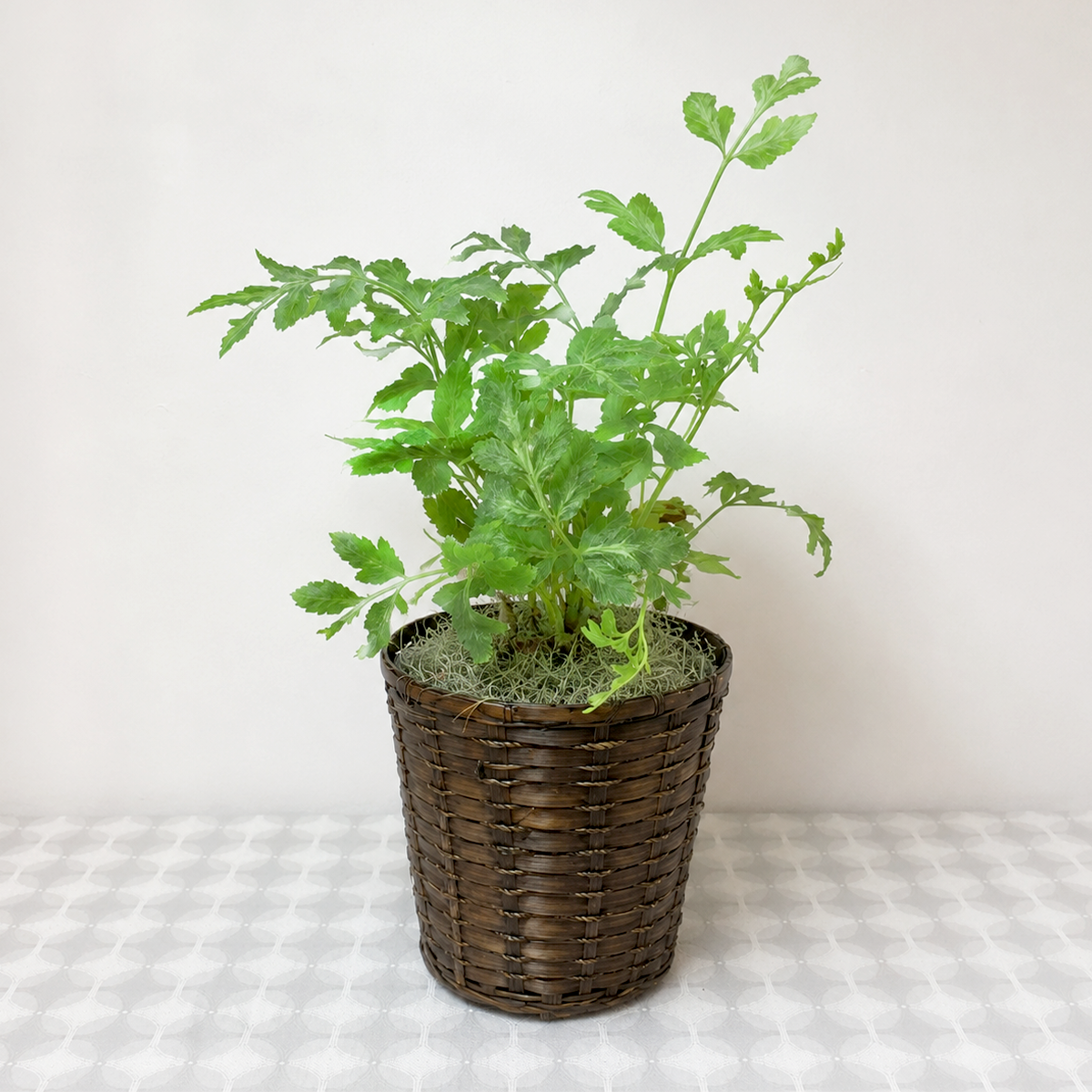 Buy 3 inch Fern 'Silver Lace' online. Fern 'Silver Lace' is a graceful houseplant featuring delicate, finely textured fronds with beautiful silvery-green tones that add elegance to any indoor space. It thrives in bright, indirect light with consistently moist, well-draining soil and enjoys higher humidity for healthy, lush growth. This compact indoor fern is perfect for homes, offices, or anyone looking to bring soft, natural greenery into their plant collection.