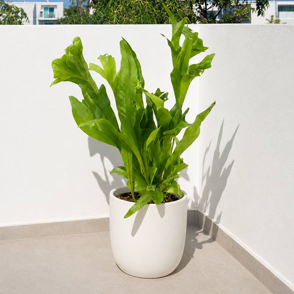 4 inch Green Flame indoor plant in decorative ceramic pot, crested foliage fern, low-light houseplant, non-toxic fern to grow at home