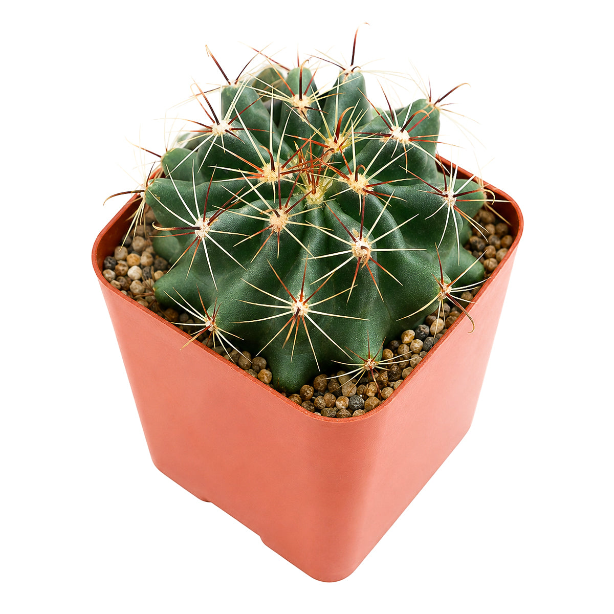 Buy 2 inch Ferocactus echidne online. Ferocactus echidne is a hardy desert cactus valued for its classic rounded form and distinctive spine pattern that creates lasting visual appeal. It grows well in full sun with fast-draining soil and needs only occasional watering. This low-maintenance cactus is perfect for succulent enthusiasts, home décor, or as a thoughtful gift for plant lovers.