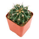 2 inch Ferocactus echidne for sale. Ferocactus echidne is a compact cactus featuring a symmetrical globe-shaped form and attractive ribbed texture that stands out in any succulent display. It grows best in full sun with fast-draining soil and is highly drought-tolerant once established. This low-maintenance cactus is ideal for succulent collections, sunny windowsills, or decorative indoor spaces.