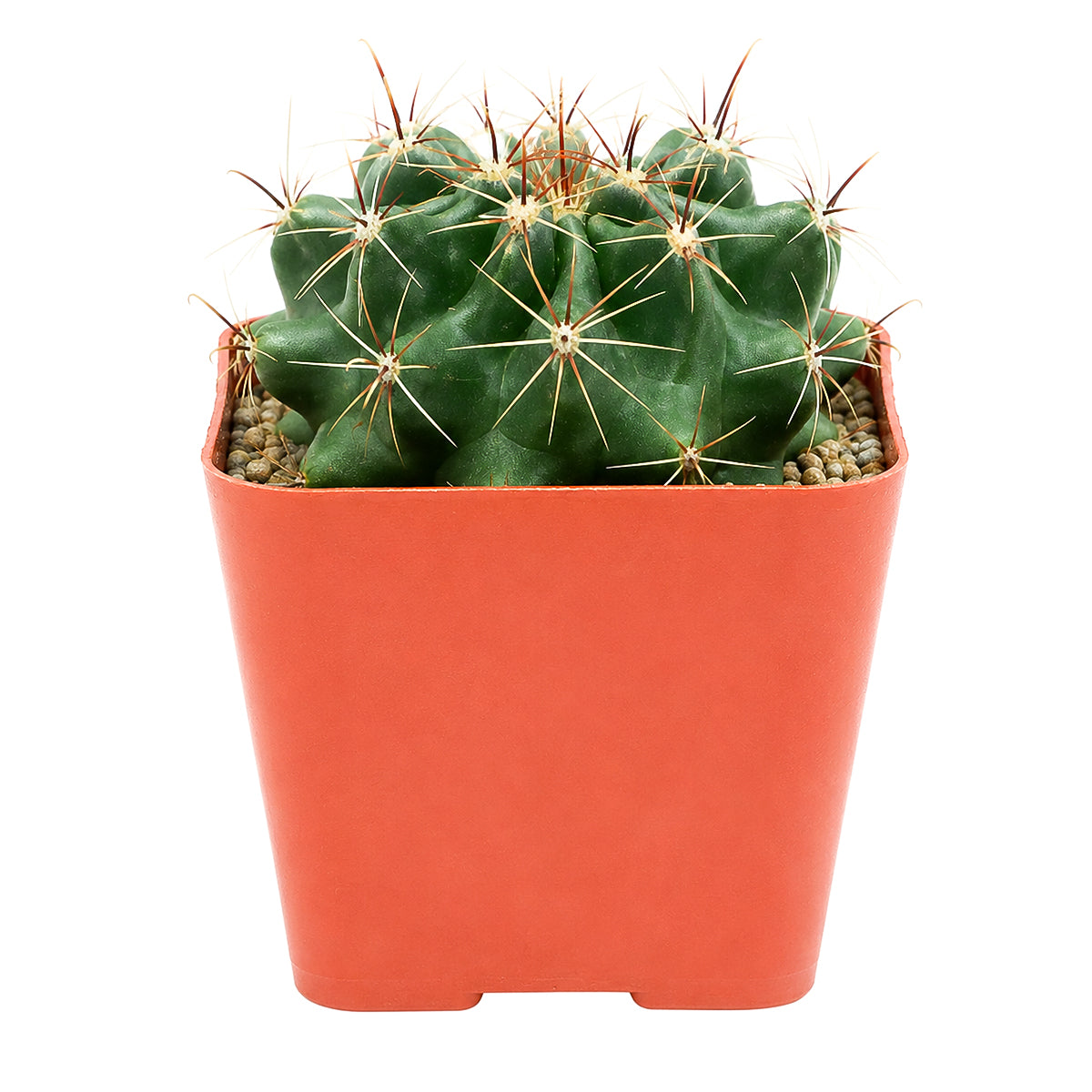 2 inch Ferocactus echidne for sale. Ferocactus echidne is an ornamental cactus known for its compact barrel shape and bold architectural form that complements modern plant displays. It thrives in bright sunlight with well-draining cactus soil and requires minimal maintenance to flourish. This attractive cactus is perfect for indoor collections, offices, or succulent gardens.