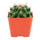 2 inch Ferocactus echidne for sale. Ferocactus echidne is a compact cactus featuring a symmetrical globe-shaped form and attractive ribbed texture that stands out in any succulent display. It grows best in full sun with fast-draining soil and is highly drought-tolerant once established. This low-maintenance cactus is ideal for succulent collections, sunny windowsills, or decorative indoor spaces.
