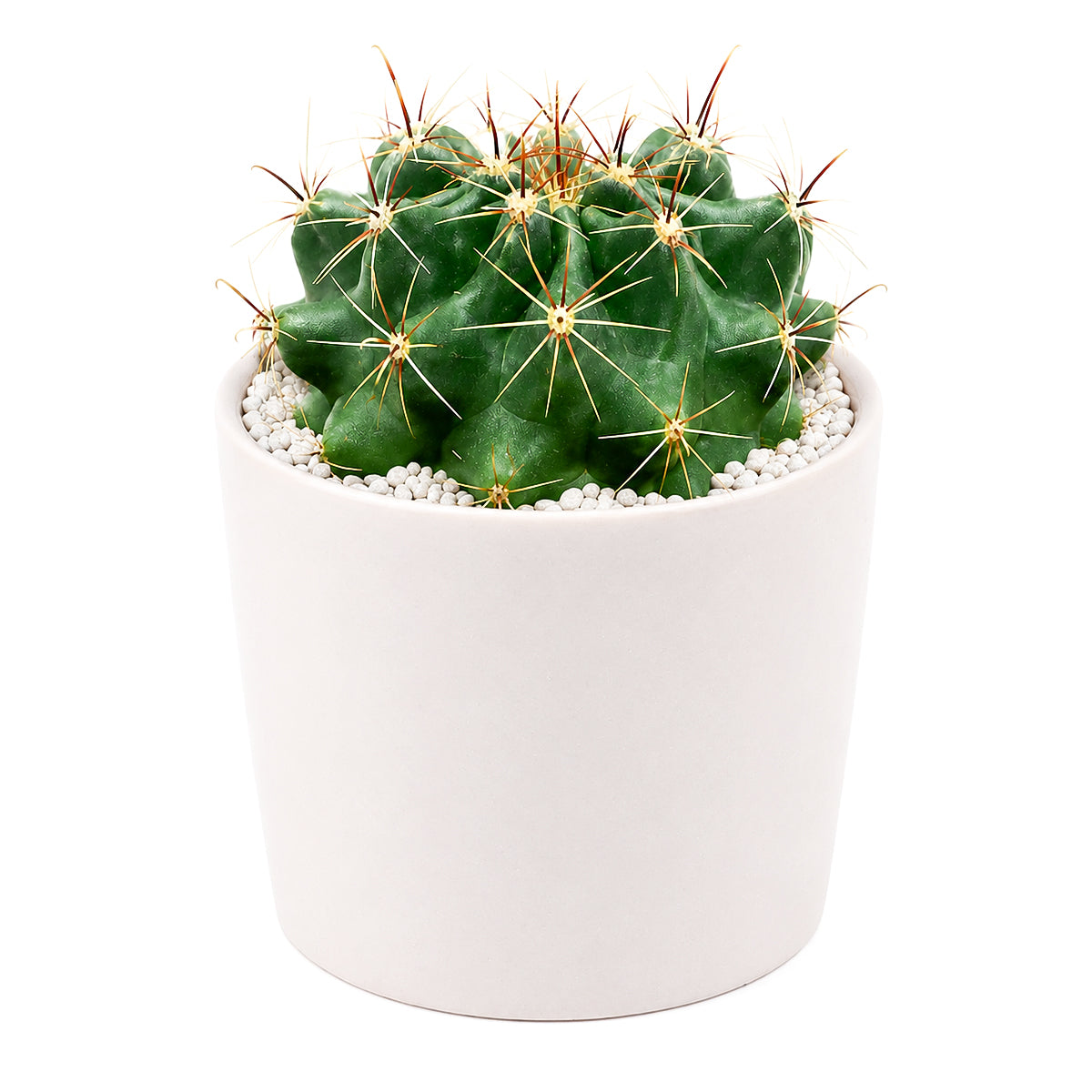 Buy 2 inch Ferocactus echidne online. This striking cactus is prized for its sculptural appearance and prominent spines that add texture and character to any indoor or outdoor plant collection. It prefers bright light, well-draining soil, and infrequent watering for healthy growth. This hardy cactus is an excellent choice for collectors, homes, or anyone looking for an easy-care desert plant.