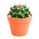 2 inch Ferocactus echidne for sale. Ferocactus echidne is a compact cactus featuring a symmetrical globe-shaped form and attractive ribbed texture that stands out in any succulent display. It grows best in full sun with fast-draining soil and is highly drought-tolerant once established. This low-maintenance cactus is ideal for succulent collections, sunny windowsills, or decorative indoor spaces.