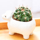 2 inch Ferocactus echidne for sale. Ferocactus echidne is a compact cactus featuring a symmetrical globe-shaped form and attractive ribbed texture that stands out in any succulent display. It grows best in full sun with fast-draining soil and is highly drought-tolerant once established. This low-maintenance cactus is ideal for succulent collections, sunny windowsills, or decorative indoor spaces.