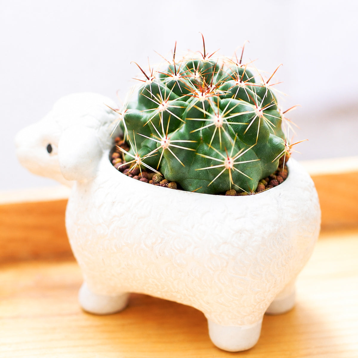 Buy 2 inch Ferocactus echidne online. Ferocactus echidne is a distinctive barrel cactus admired for its rounded shape and neatly arranged spines that bring classic desert beauty to any plant collection. It thrives in bright, direct sunlight with well-draining cactus soil and requires only occasional watering. This easy-care cactus is perfect for homes, offices, or anyone looking to grow a unique desert plant.