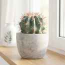 2 inch Ferocactus echidne for sale. Ferocactus echidne is a compact cactus featuring a symmetrical globe-shaped form and attractive ribbed texture that stands out in any succulent display. It grows best in full sun with fast-draining soil and is highly drought-tolerant once established. This low-maintenance cactus is ideal for succulent collections, sunny windowsills, or decorative indoor spaces.