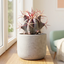 Custom plant pot with personalized image, personalized flower pot with live plant, custom photo plant pot, personalized planter with plant of your choice, custom printed ceramic planter, personalized succulent pot, custom image flower pot gift, custom photo planter for houseplants