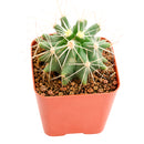 2 inch Ferocactus glaucescens (Blue Barrel Cactus) for sale. Ferocactus glaucescens is a beautiful cactus featuring a globe-shaped form and attractive blue-green coloration that stands out in any succulent display. It grows best in full sun with fast-draining soil and is highly drought-tolerant once established. This low-maintenance cactus is ideal for succulent collections, sunny windowsills, or decorative indoor spaces.