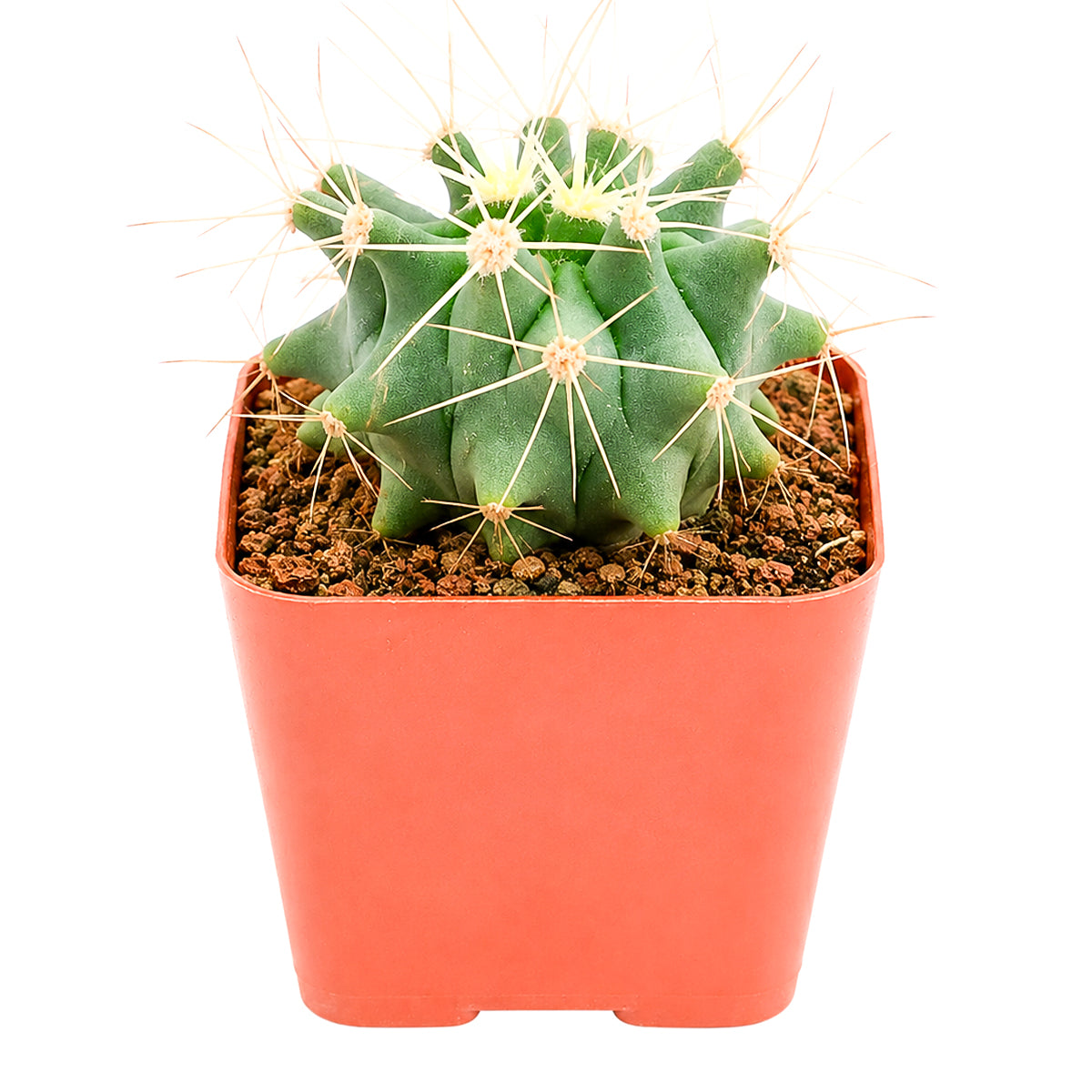 Buy 2 inch Ferocactus glaucescens (Blue Barrel Cactus) online. Ferocactus glaucescens is an ornamental cactus admired for its symmetrical growth and distinctive blue-green color that complements any succulent collection. It grows well in full sun with fast-draining soil and needs only occasional watering to flourish. This durable cactus is ideal for homes, offices, or as a thoughtful gift for cactus enthusiasts.